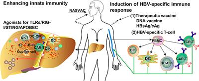 Frontiers | Advances In Targeting The Innate And Adaptive Immune ...